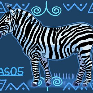 Plains Zebra