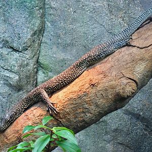 Blue-tailed Monitor (Varanus doreanus)
