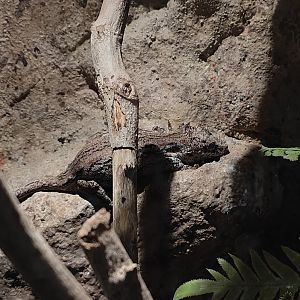 New Caledonia bumpy gecko