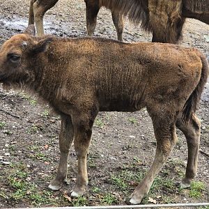 Wisent calf