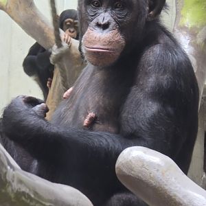 Chimpanzee