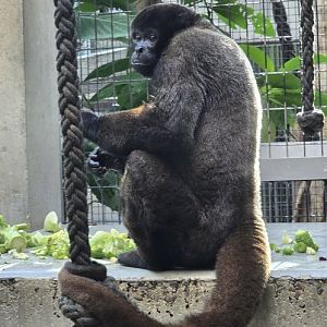 Woolly monkey