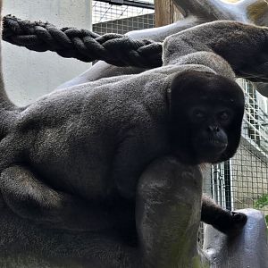 Woolly monkey