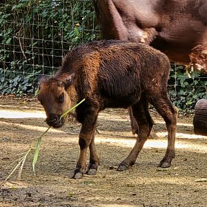 American bison calf