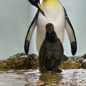 King penguins