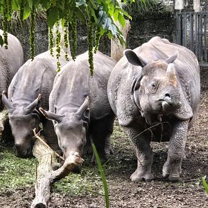 Indian rhinoceros