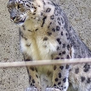 Snow leopard