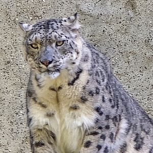 Snow leopard