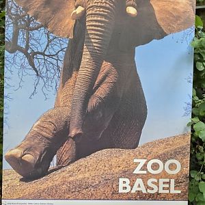 Zoo poster display