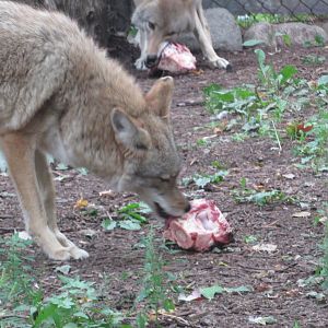 coyotes