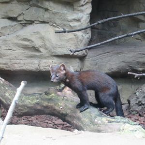 American pine marten