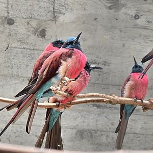 Northern Carmine bee-eaters