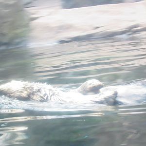 juvenile northern sea otter