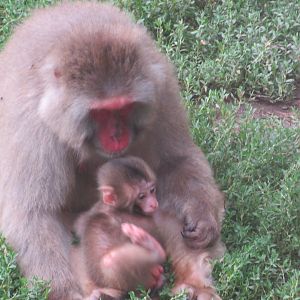 snow monkey infant and mom