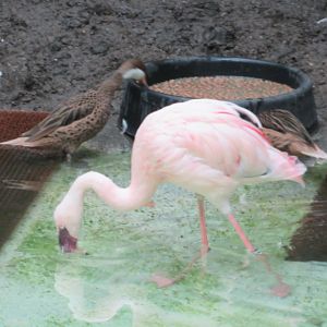 Bahama pintails and a lesser flamingo