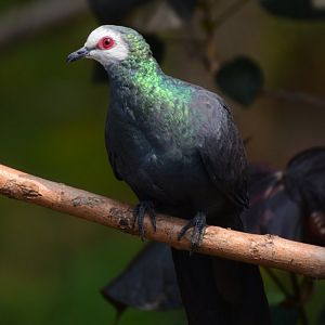 White-faced cuckoo-dove (Turacoena manadensis)