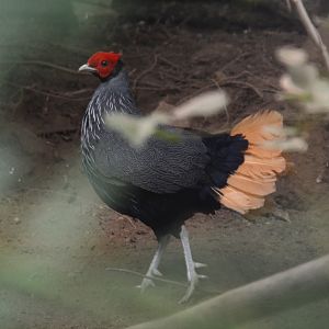 Bornean crestless fireback (Lophura pyronota)