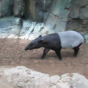 Malayan tapir