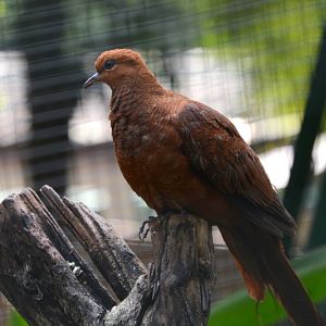 Ruddy cuckoo-dove (Macropygia emiliana emiliana)