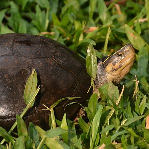Wallacean box turtle (Cuora amboinensis amboinensis)