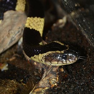 Banded krait (Bungarus fasciatus)