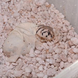 Omani spiny-tailed lizard (Uromastyx thomasi) - baby