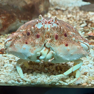 Mediterranean shame-faced crab (Calappa granulata)