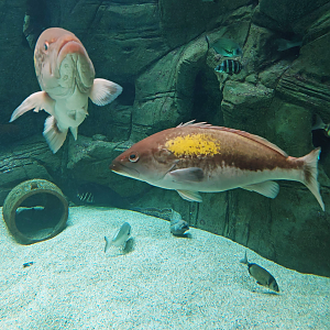 Gold-blotch groupers (Epinephelus costae)