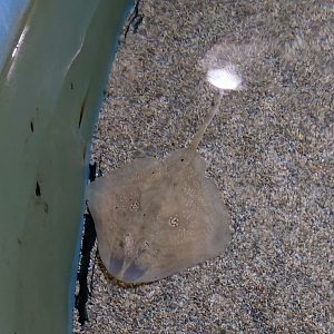 Rough ray (Raja radula)