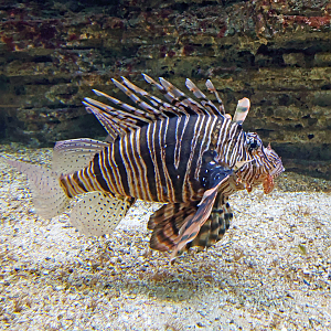 Devil firefish (Pterois miles)