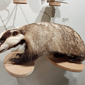 Cretan badger (Meles canescens arcalus)