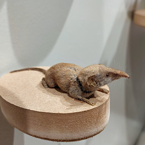 Cretan shrew (Crocidura zimmermani)