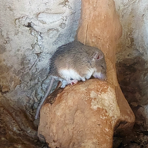 Cretan spiny mouse (Acomys minous)