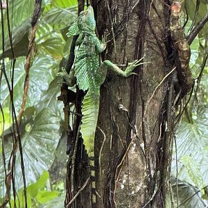 Green basilisk