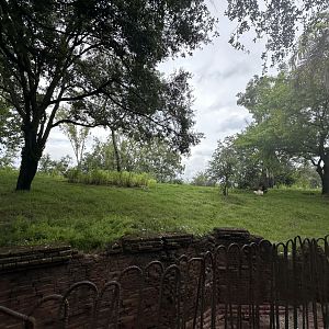 Sep. 2023 - Maharajah Jungle Trek - Replanted Exhibit (2)