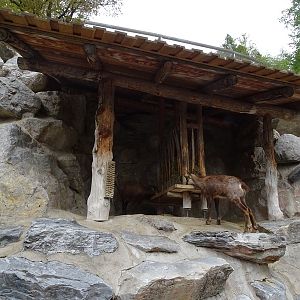 Chamois enclosure
