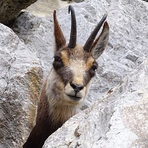 Alpine chamois (Rupicapra rupicapra)