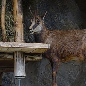 Alpine chamois (Rupicapra rupicapra)