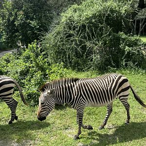 Hartmann’s Mountain Zebras (E/‘H’. zebra hartmannae)