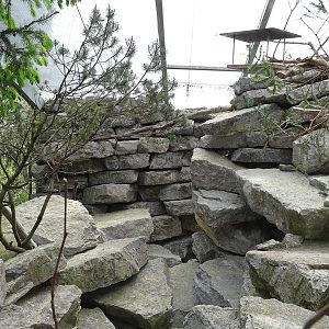 Snowfinch and rock patridge enclosure