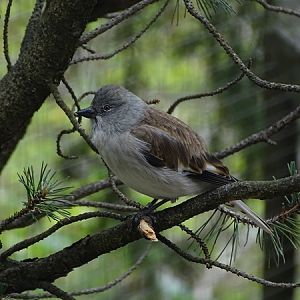 White-winged snowfinch (Montifringilla nivalis)