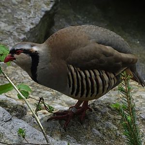 Rock partridge (Alectoris graeca)
