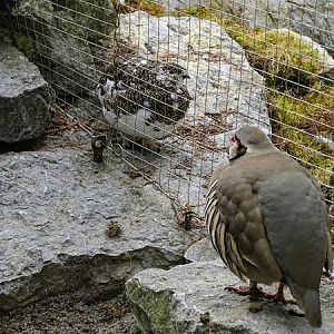 Rock partridge (Alectoris graeca) & Rock ptarmigan (Lagopus muta)
