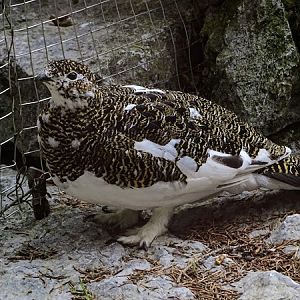Rock ptarmigan (Lagopus muta) female