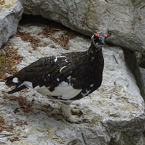 Rock ptarmigan (Lagopus muta) male
