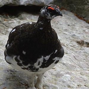 Rock ptarmigan (Lagopus muta) male