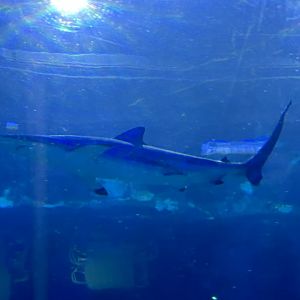Spinner shark (Carcharhinus brevipinna) at Shark Encounter (2023)