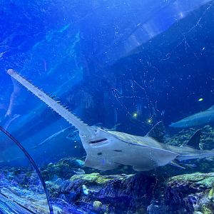 Smalltooth sawfish (Pristis pectinata) at the Shark Encounter tunnel