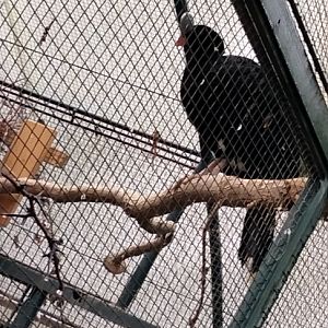 Helmeted curassow (Pauxi pauxi (pauxi))