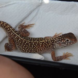 Central netted dragon (Ctenophorus nuchalis)